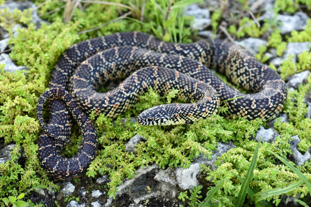 Florida Kingsnake on top of moth grass