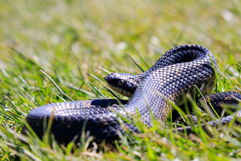 Eastern Pine Snake of Florida on top of a grass