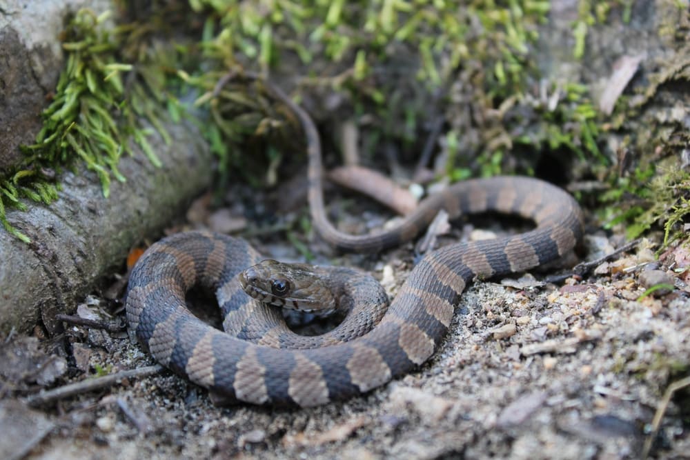Midland Water Snake of Florida hiding on a cement
