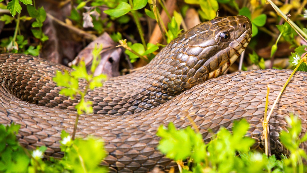 Northern Mole Kingsnake of Florida hiding on a grass