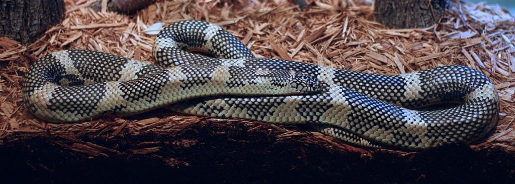 Appalachicola Kingsnake of Florida inside an aquarium