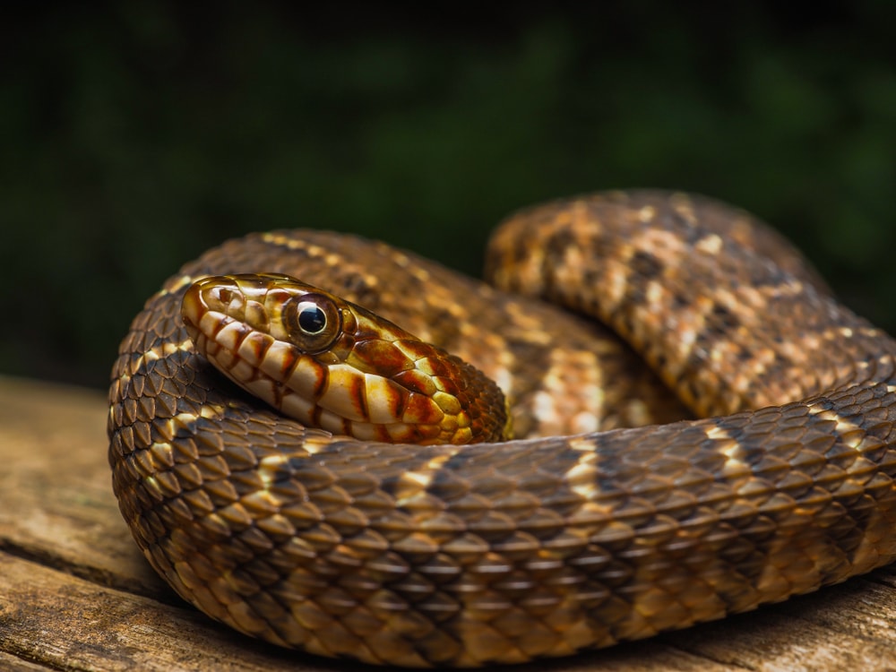 Plain-bellied Watersnake of Florida shot in the dark