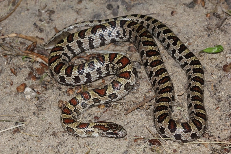 South Florida Mole Kingsnake laying on a sand