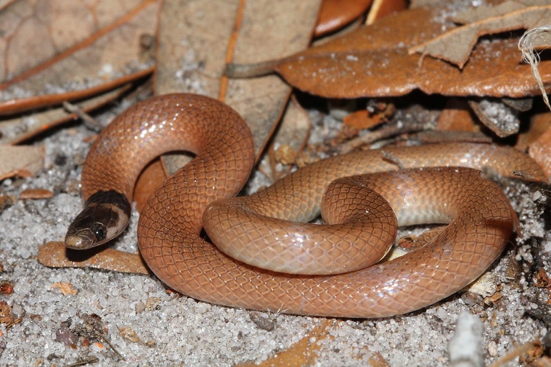 Rim-rock Crowned Snake of Florida laying on salt sand