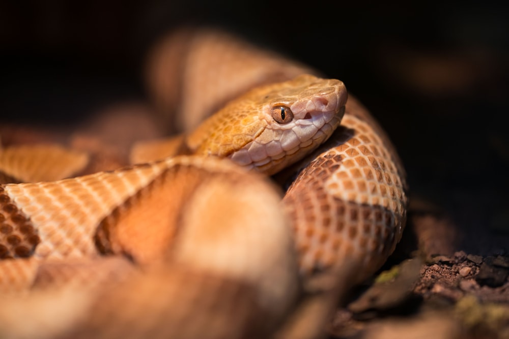 Close up photo of Eastern Copperhead of Florida