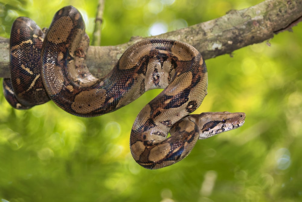 Boa Constrictor of Florida hanging on a tree