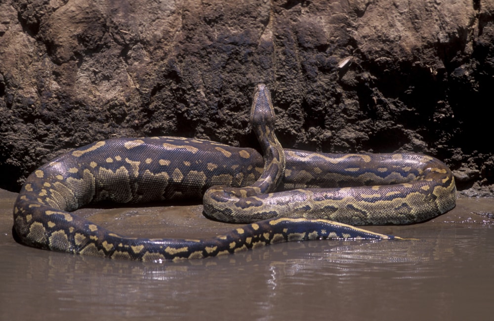 African Rock Python of Florida crawling up to the rocks from river