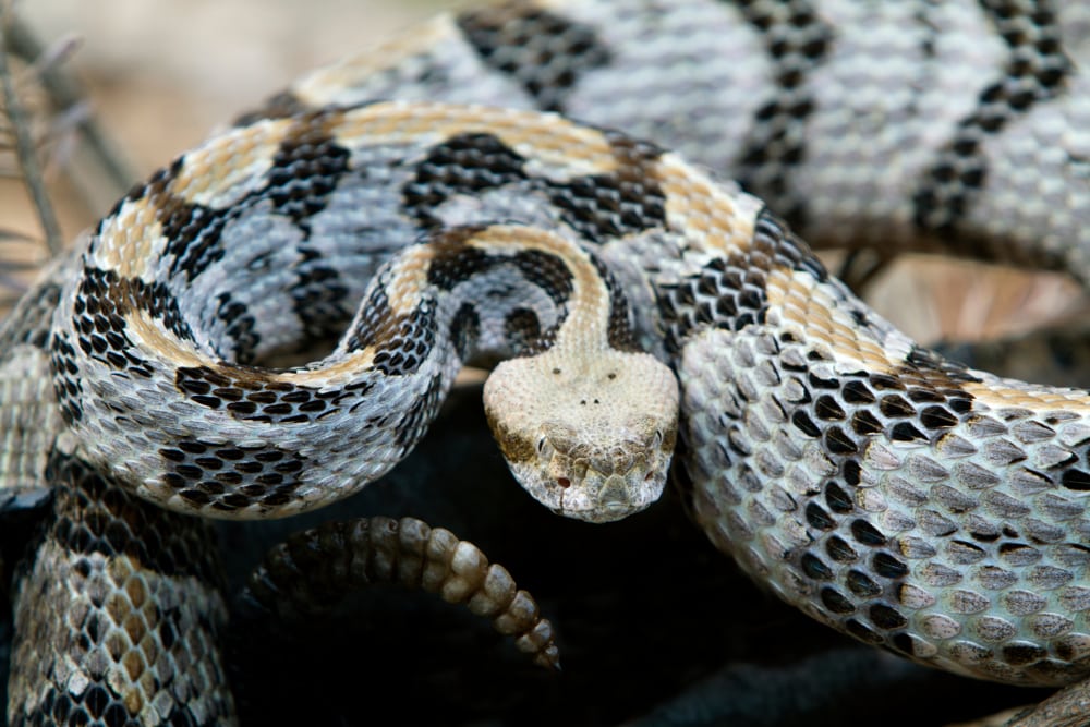 Timber Rattlesnake of Florida looking at the camera