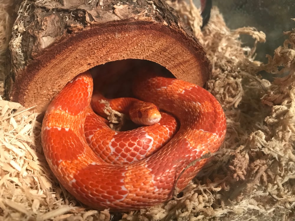 Red Cornsnake of Florida circled up inside a tree