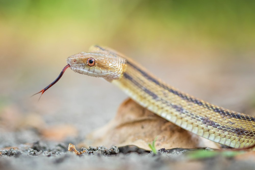 Close up photo of Eastern Ratsnake of Florida showing its tongue