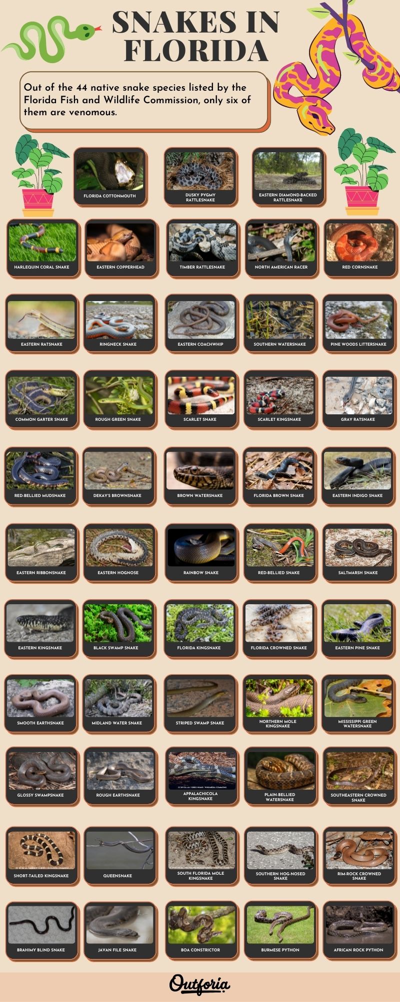 Chart of common snakes in Florida with photos, facts, guide, and more