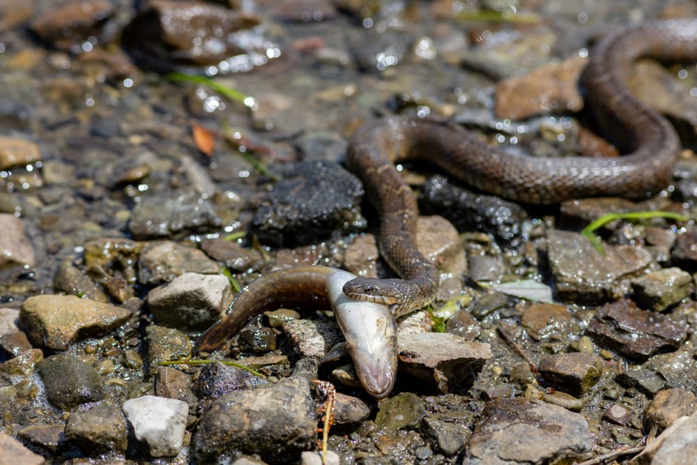 Watersnake crawling in water