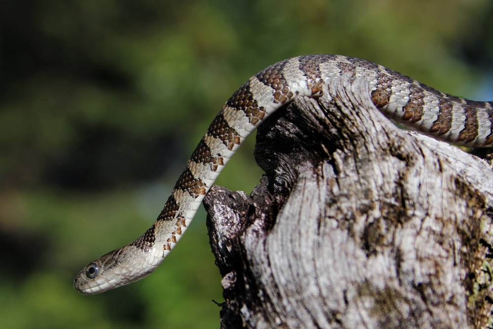 Northern Watersnake in Virginia