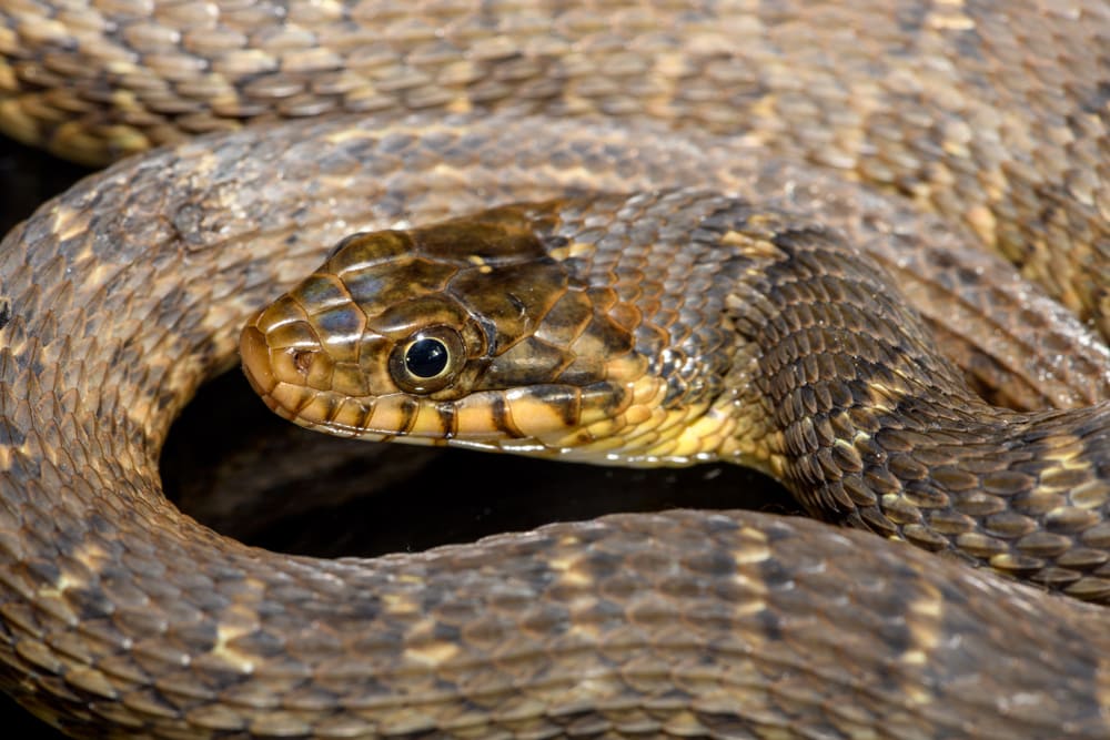 Plain-bellied Watersnake of Virginia