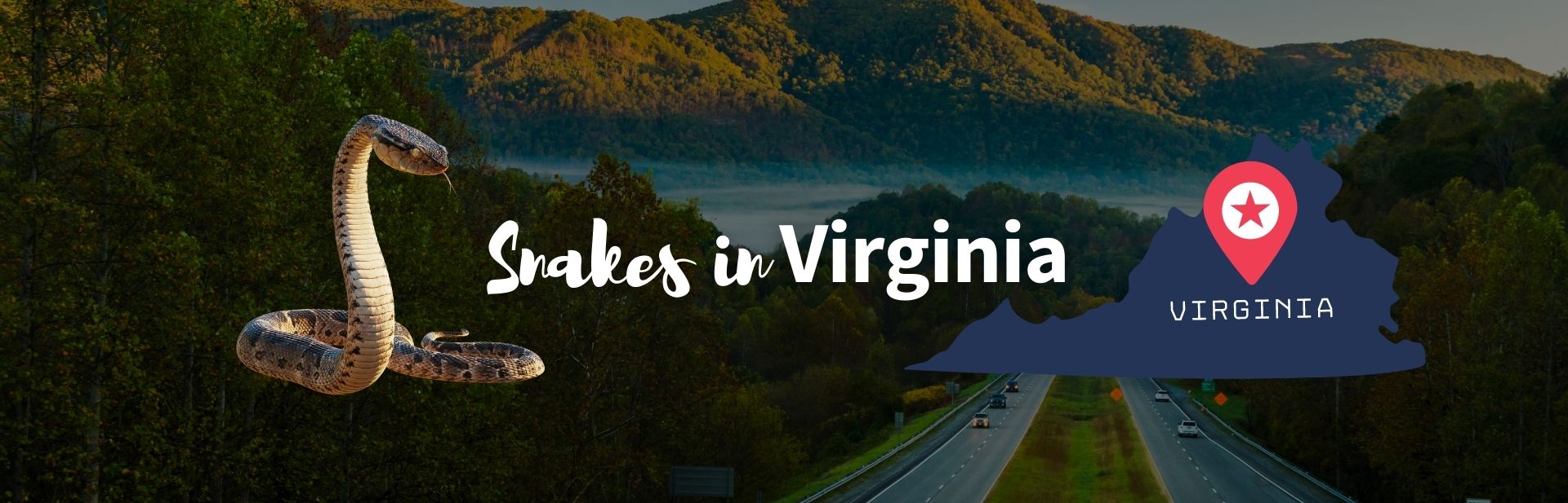 Snakes in virginia featured image