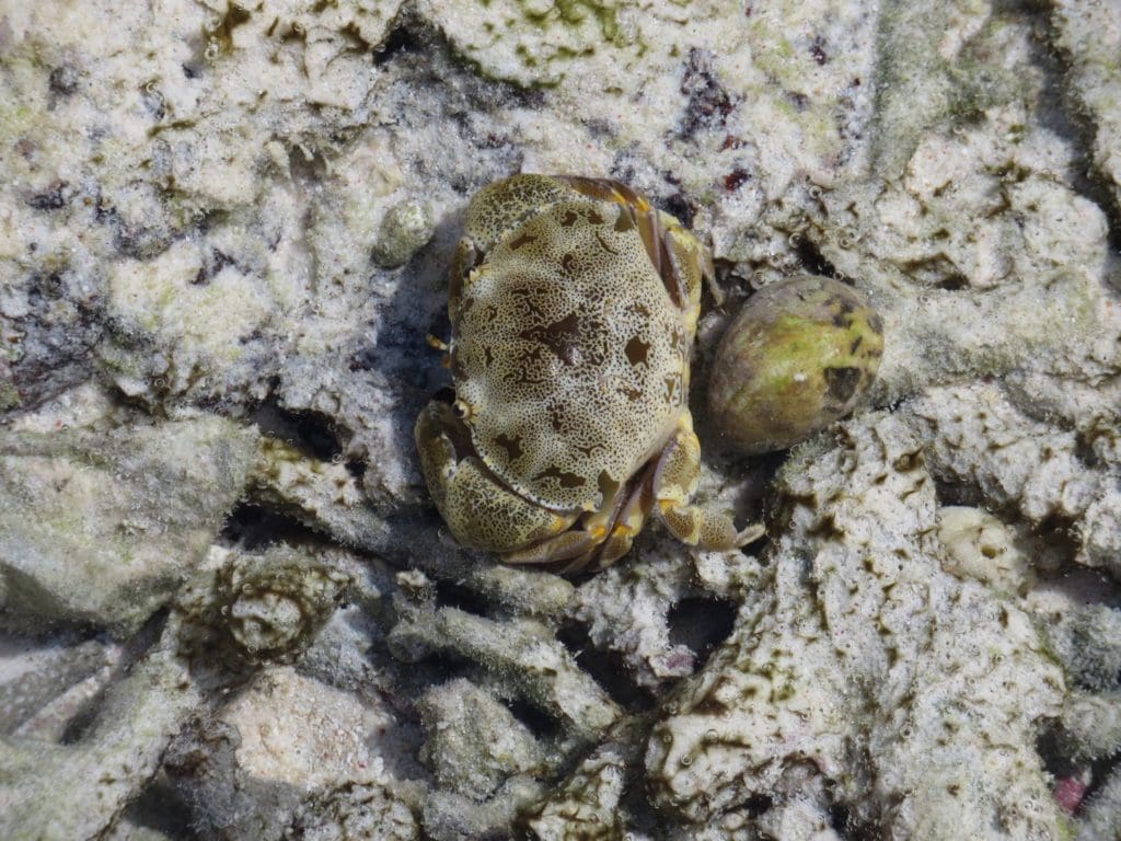 Floral egg crab in a water