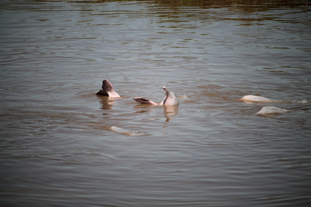bolivian river dolphin sticking its head out of the water