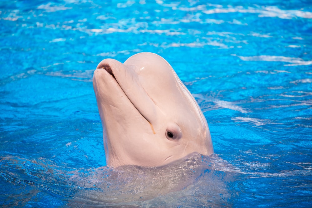 tucuxi dolphin breathing out of water