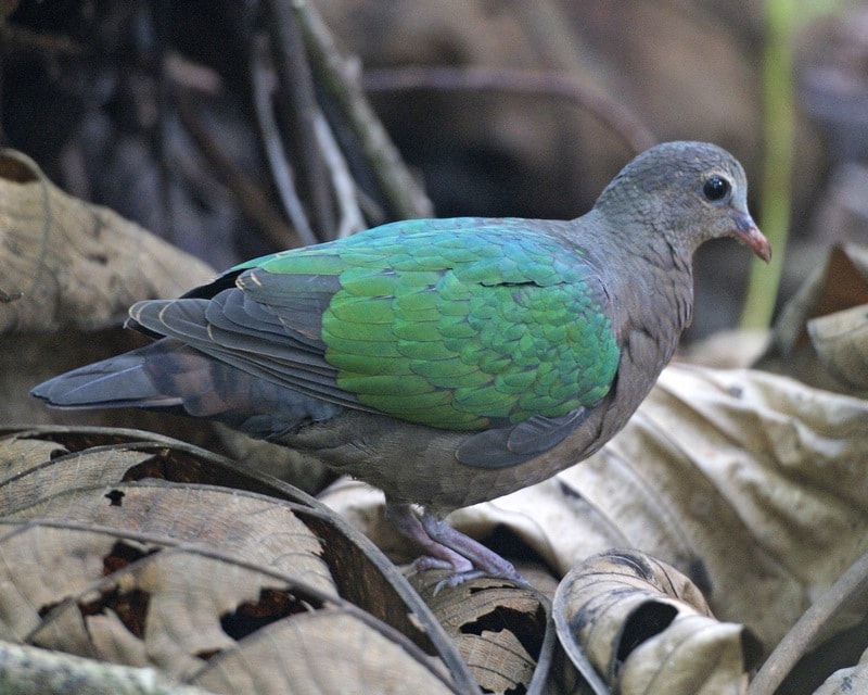 Stephan’s Emerald Dove (Chalcophaps stephani)