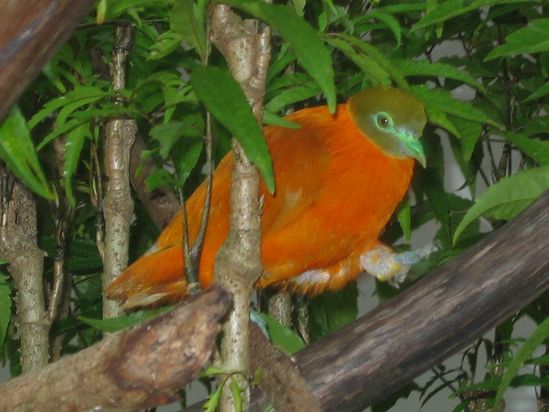 Orange Fruit Dove (Ptilinopus victor)