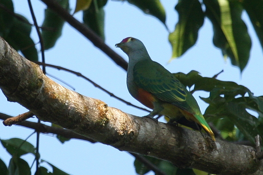 Rose-Crowned Fruit Dove (Ptilinopus regina)