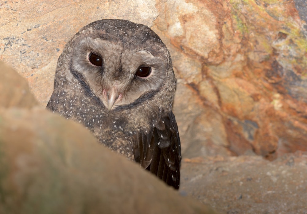 Greater Sooty owl (Tyto tenebricosa)