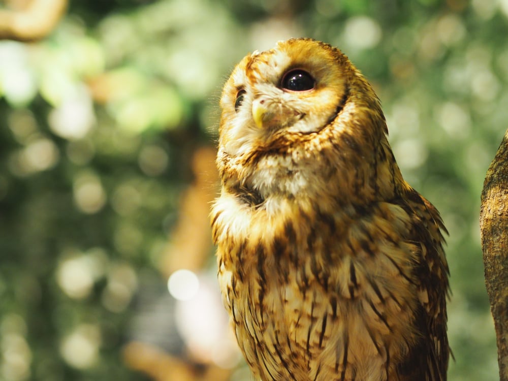 Jamaican Owl (Pseudoscops grammicus)