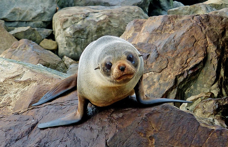 New Zealand fur seal (Arctocephalus forsteri) on top of a rock