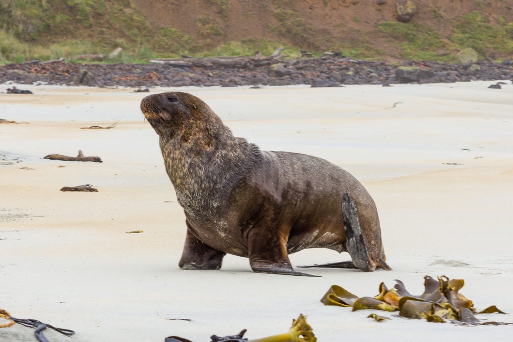 Juan Fernández Fur Seal (Arctocephalus philippii) walking on the beach