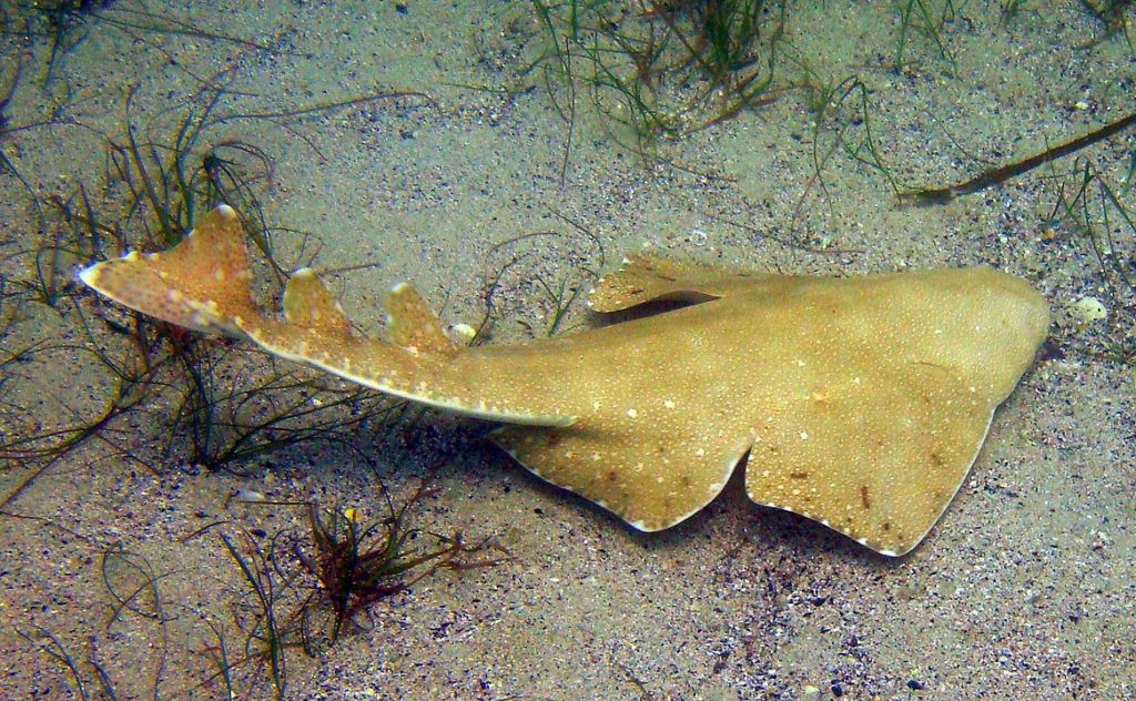 Australian angelshark (Squatina australis)