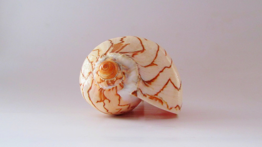 Noble Volute (Cymbiola nobilis) in white background