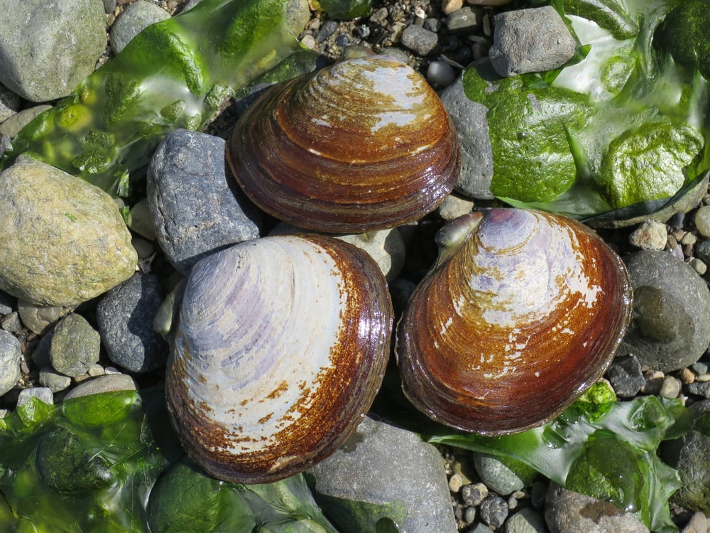 Clam or clam shell (varnish clam)