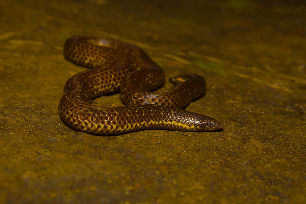 Iridescent Shieldtail