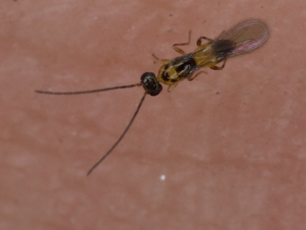 Fairy wasps in a microscopic photograph