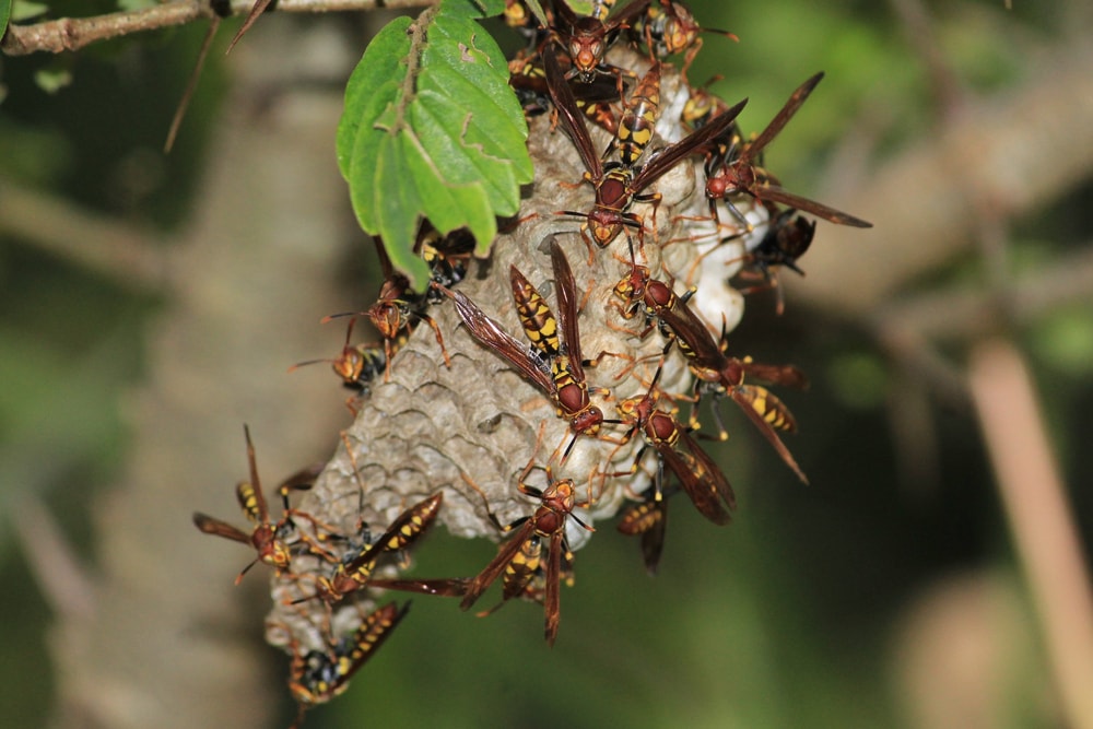 Vespidae family swarming up on a dead honey