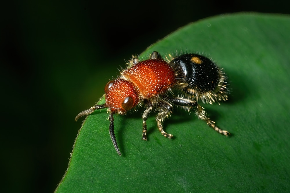 Velvet ants or wasp on a green rough leaf