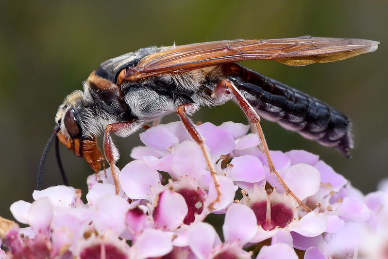 Thynnid wasps sipping pollen on a flower