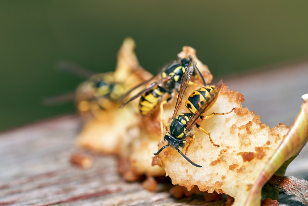 Wasps eating some dead apples