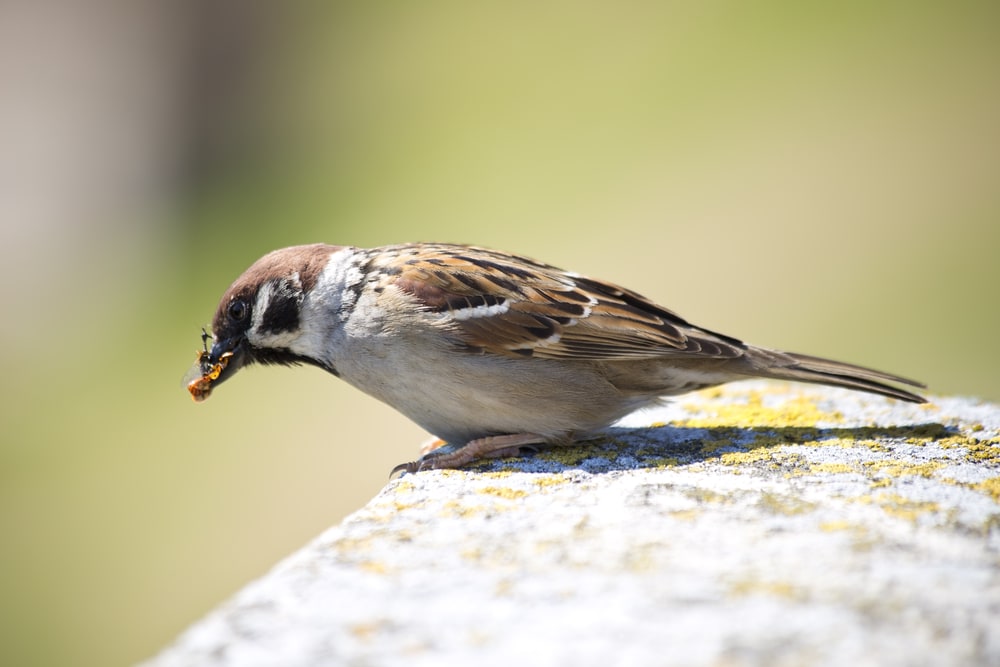 Bird eating wasps on the edge of a wall