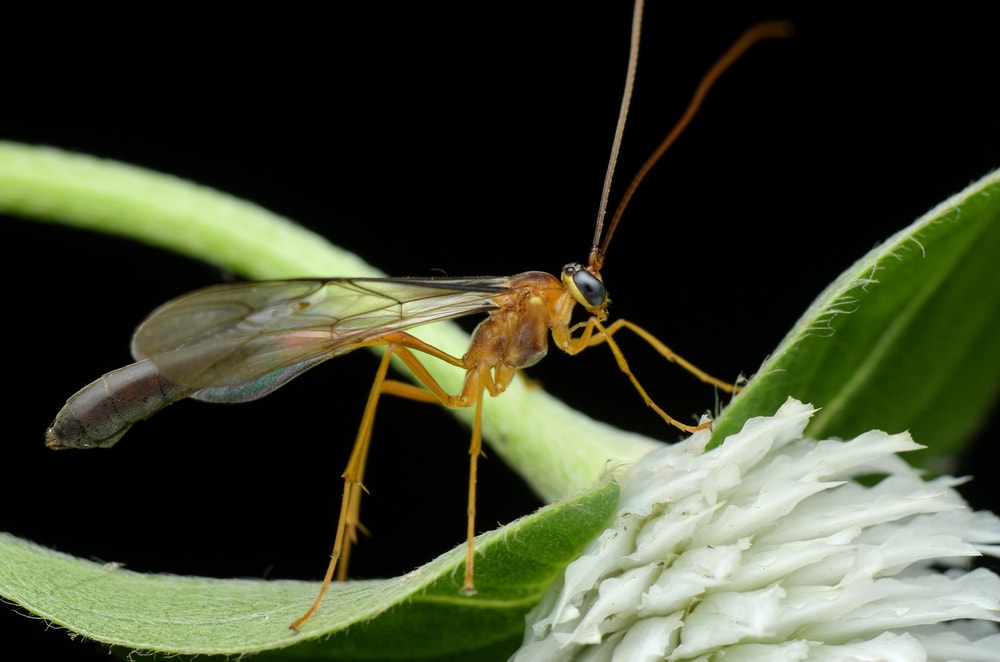 Huge wasp landing on the top of pineapple