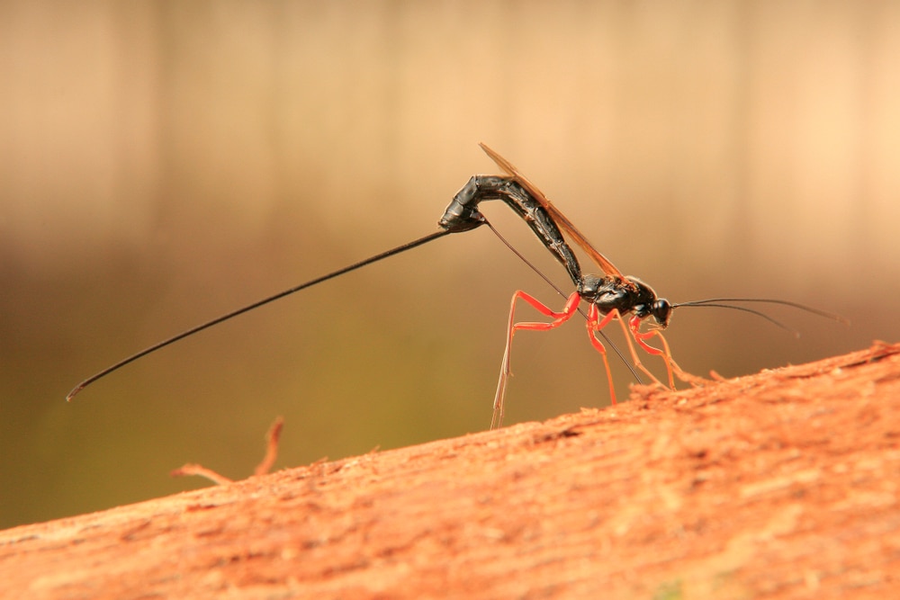 Ichneumon wasps standing on a branch of tree