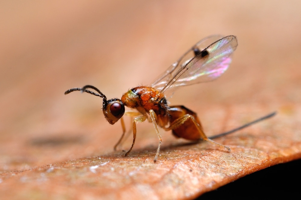 Gall wasp standing on a close up brown leaf