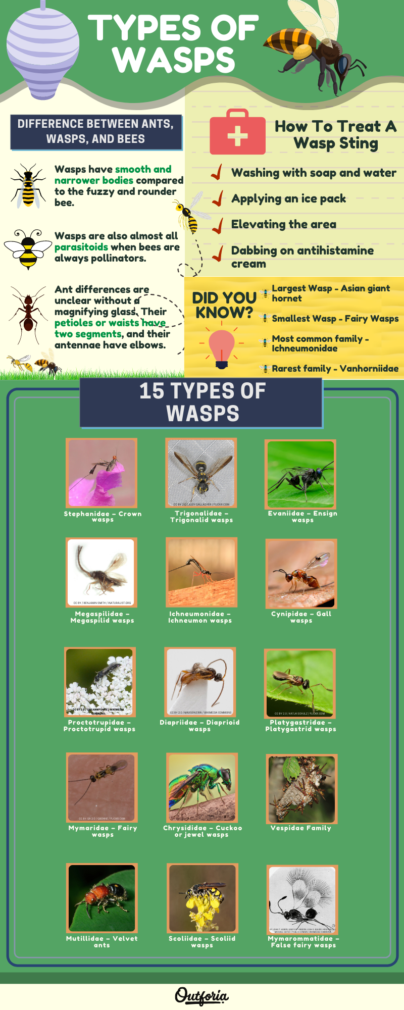 Types of wasps chart listing the 18 different families of wasps and facts about them