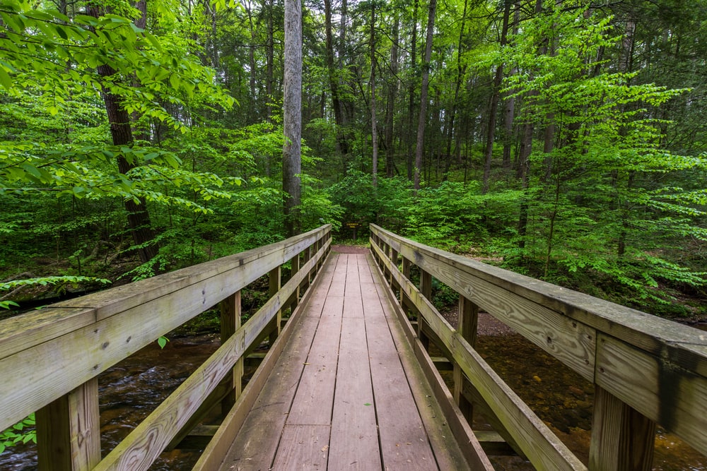 Trail towards Ricketts Glen State Park Waterfalls