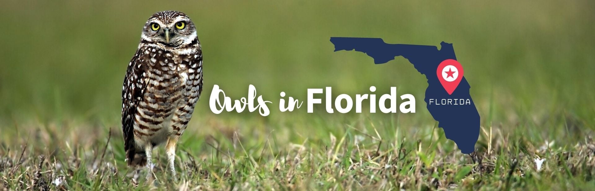owls in Florida featured image