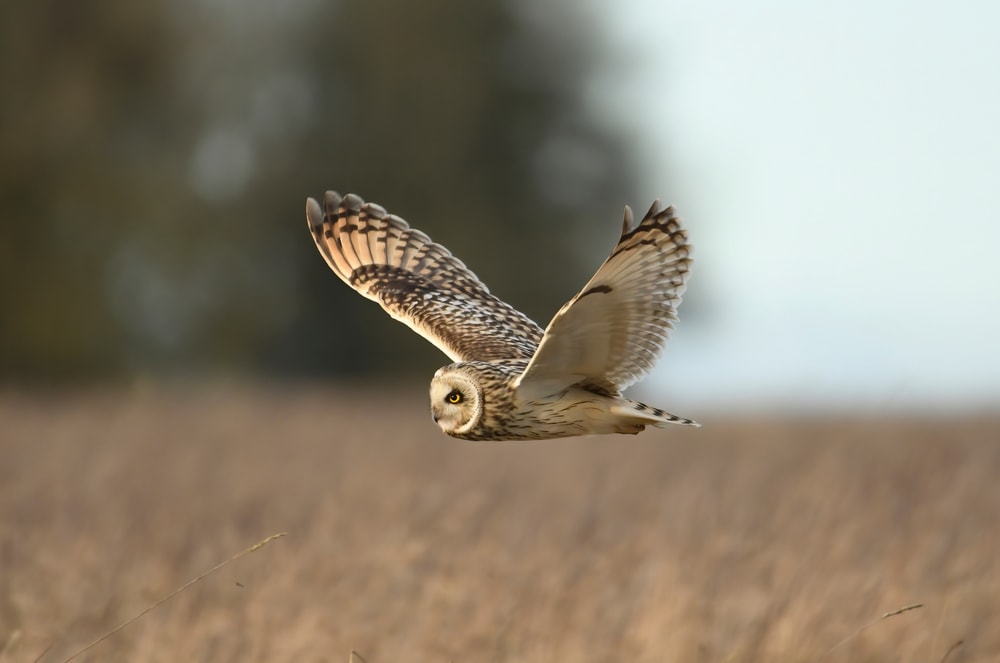 image of a short-eared owl flying over a grassy meadow