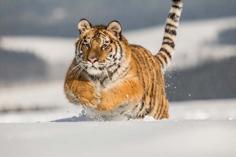 an example umbrella species, a Siberian tiger running through the snow