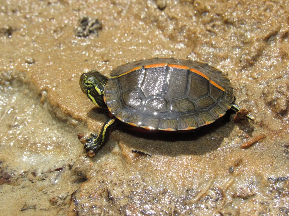 image of a Southern Painted turtle or 'Chrysemys dorsalis' sitting on a sandbar showing its orange blotch at the center of its shell