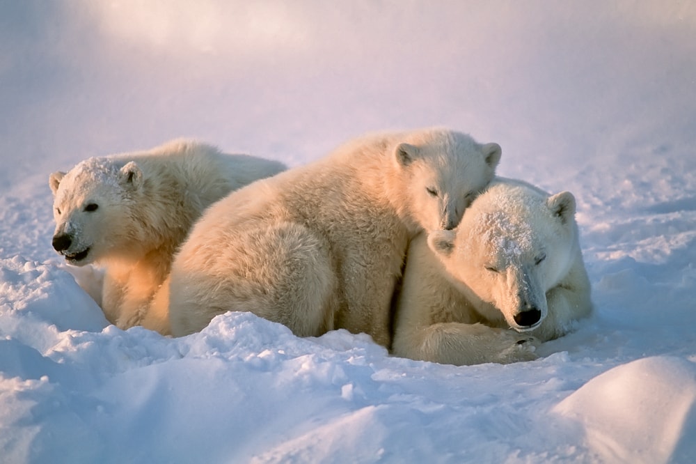 a family of polar bears in Alaska sleeping on snow