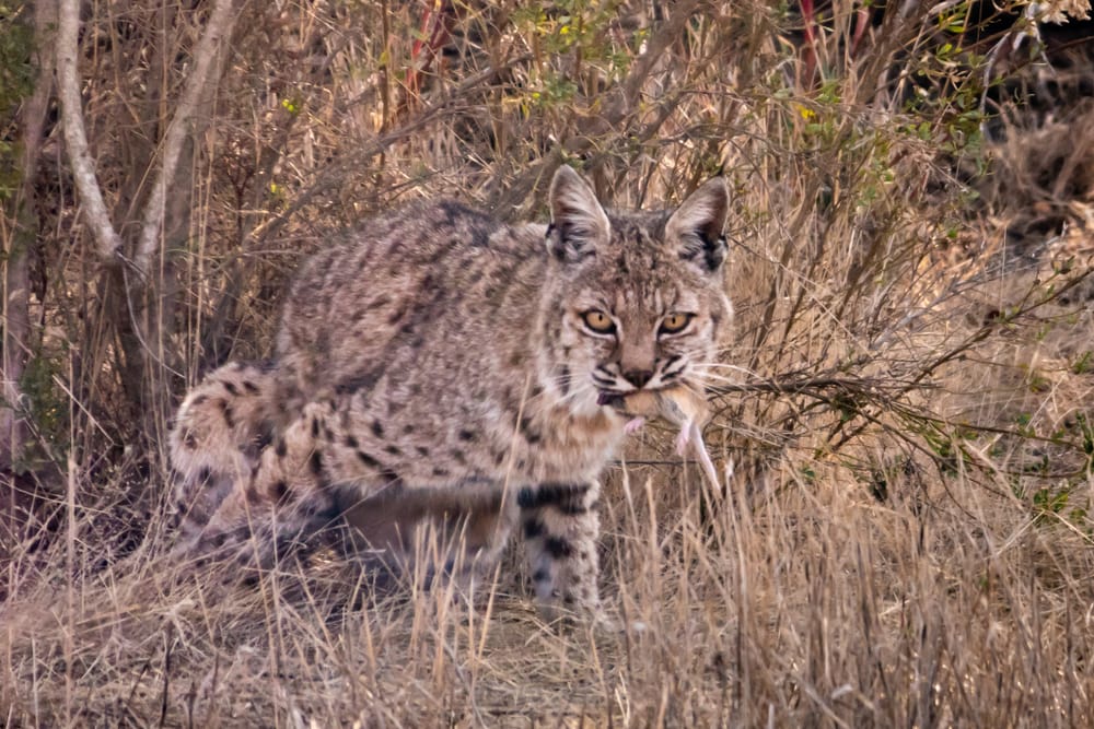 image of a bobcat with a gopher in its mouth